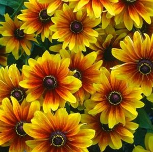 Meet your Posher, Matti